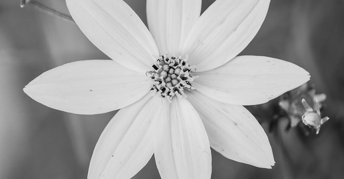Free stock photo of beautiful, beautiful flowers, black and white