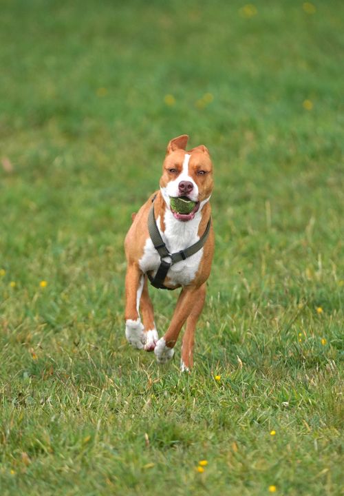 Free A joyful dog with a green ball in its mouth running across a grassy field. Captured in motion. Stock Photo