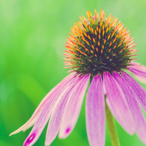 คลังภาพถ่ายฟรี ของ coneflower, กลางแจ้ง, กลีบดอก