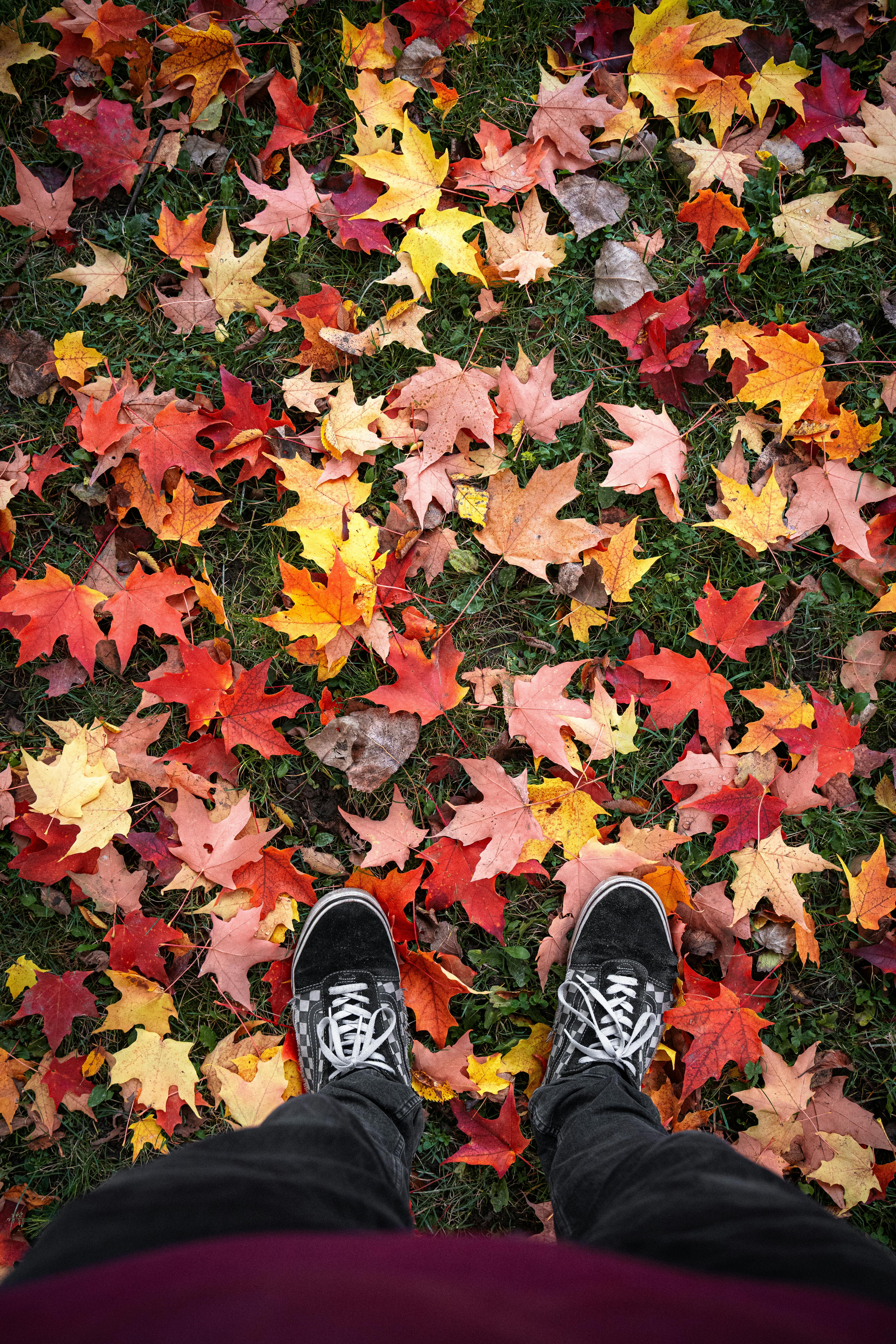 A person's feet in sneakers standing on vibrant autumn maple leaves in Québec, Canada.
