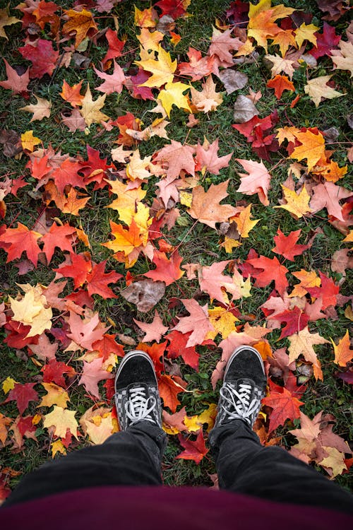 Person in Black Pants and Sneakers Standing on Lawn Covered with Maple Leaves