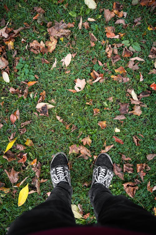 Person in Black Sneakers Standing on Lawn Covered with Fallen Leaves