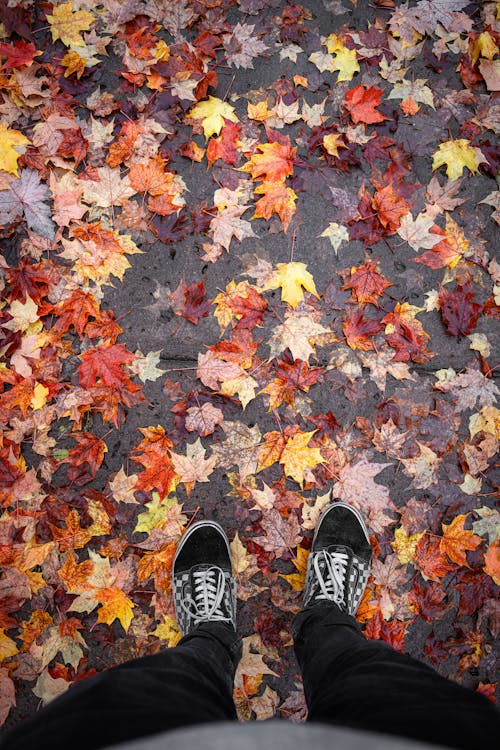 A Person Standing on the Ground Covered in Autumnal Leaves 