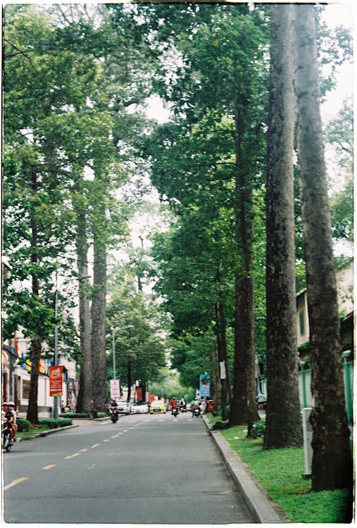 거리, 나무, 도로의 무료 스톡 사진
