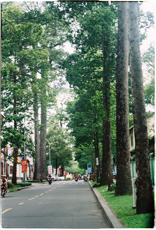 Free Charming city street with tall trees and cyclists in a tranquil urban setting. Stock Photo