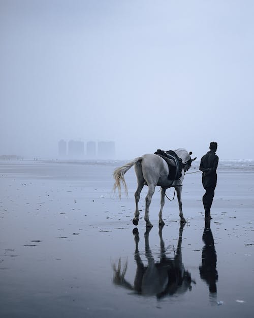 Foto profissional grátis de andar a cavalo, animal, beleza na natureza