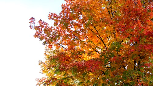 Free stock photo of 16 9, autumn, autumn colors
