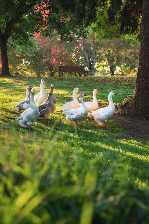 Geese Walking on the Grass in a Park 