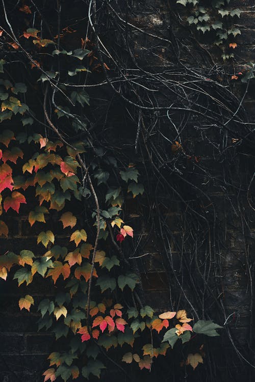 Fall Ivy