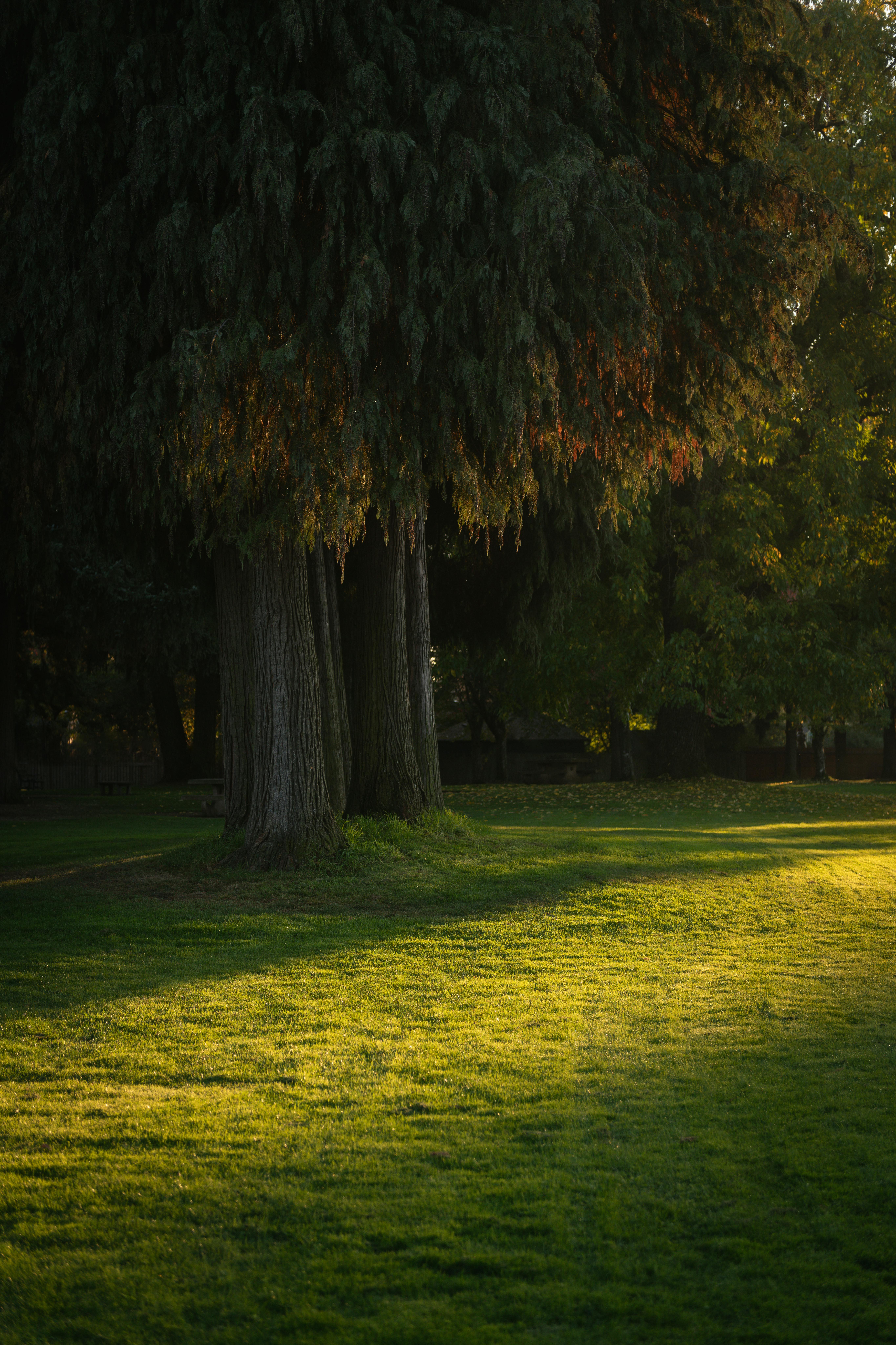 Serene park view in Eugene, OR, featuring lush green grass and towering trees.