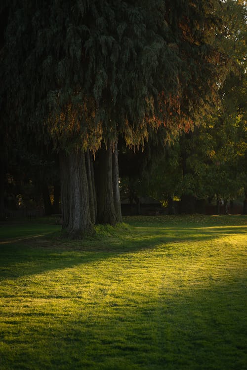 Green Trees and Grass in Park