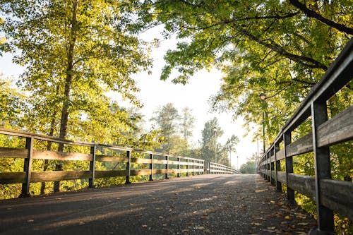 Wooden Railings and Green Trees around Road