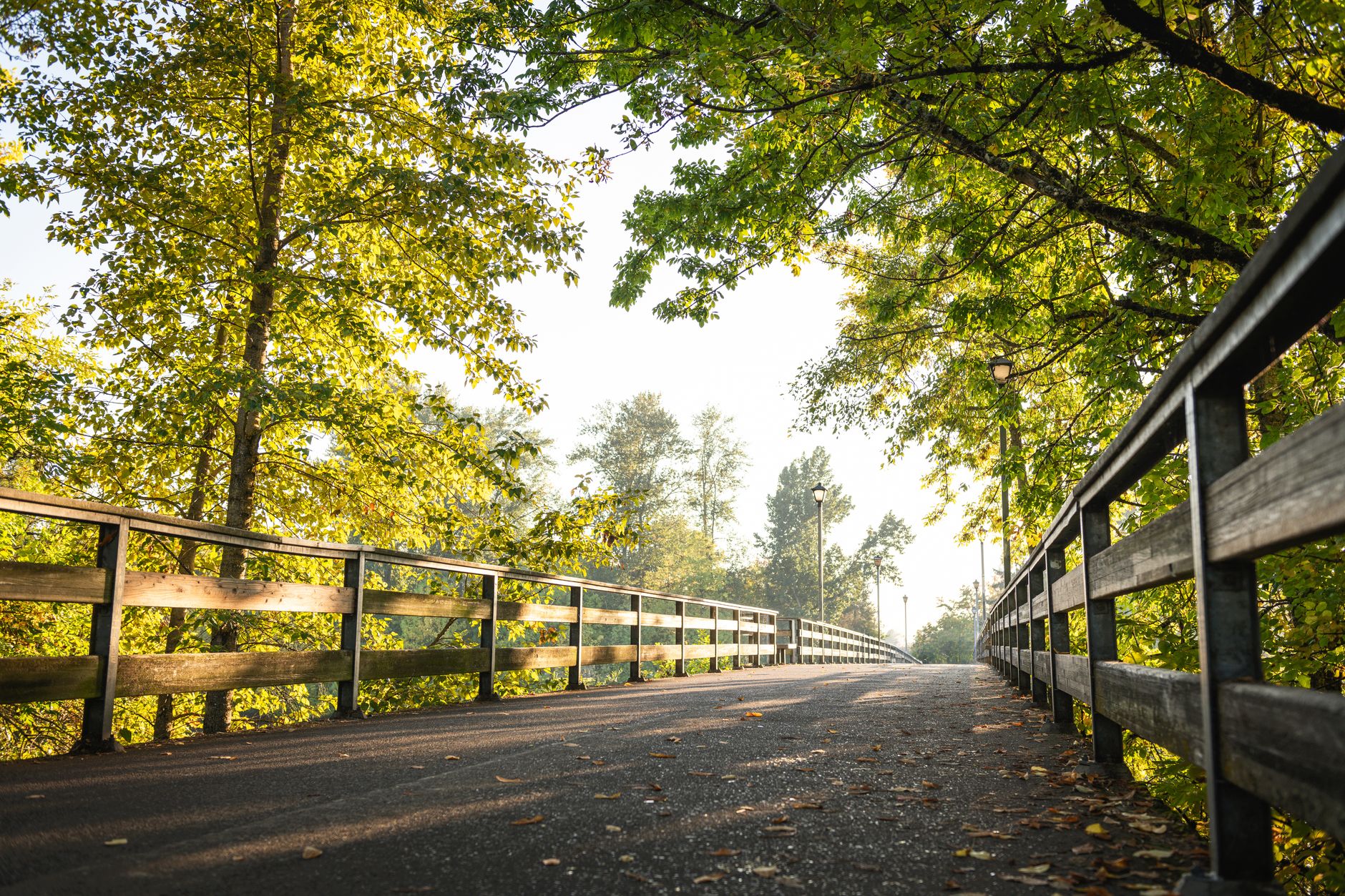 Peaceful morning view of a wooden pathway surrounded by lush greenery in Eugene, OR.