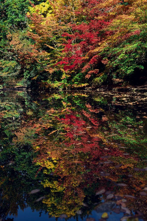 Autumn Reflections