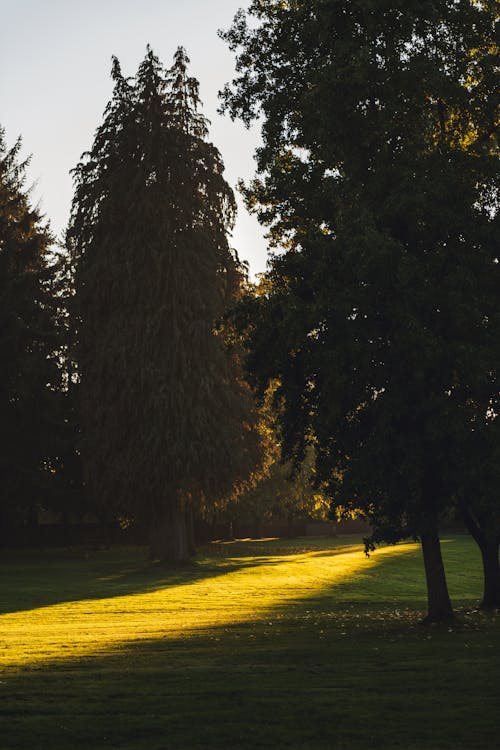 Trees in Shadow in Park