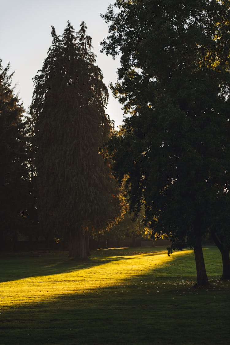 Trees In Shadow In Park