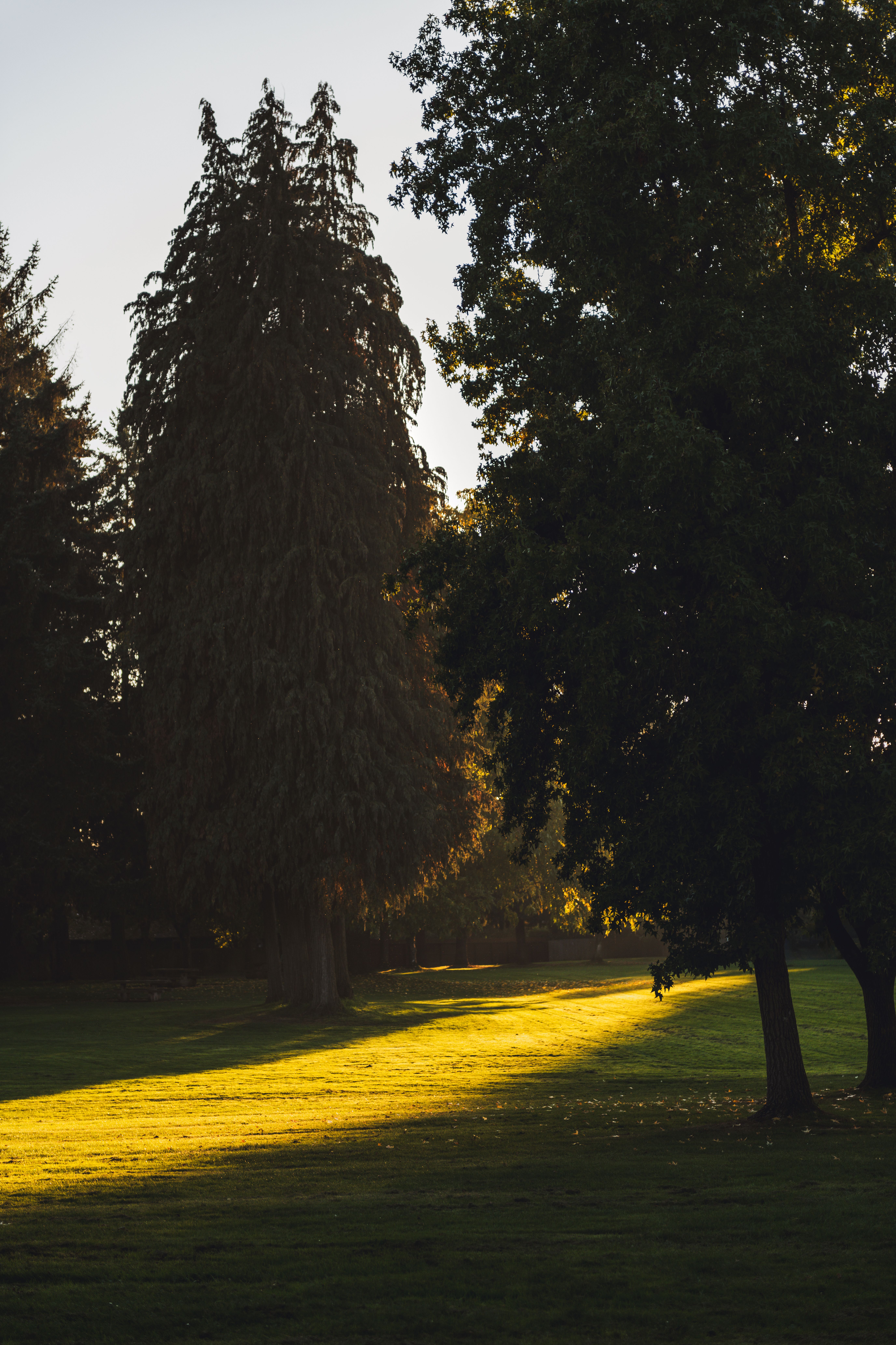 Trees in Shadow in Park · Free Stock Photo