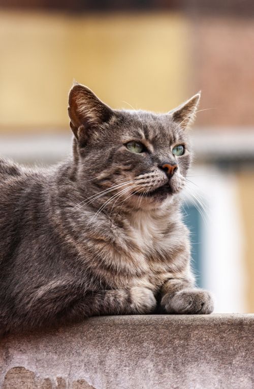 Free A majestic gray cat lying down on a wall in an urban setting, perfect for pet lovers. Stock Photo