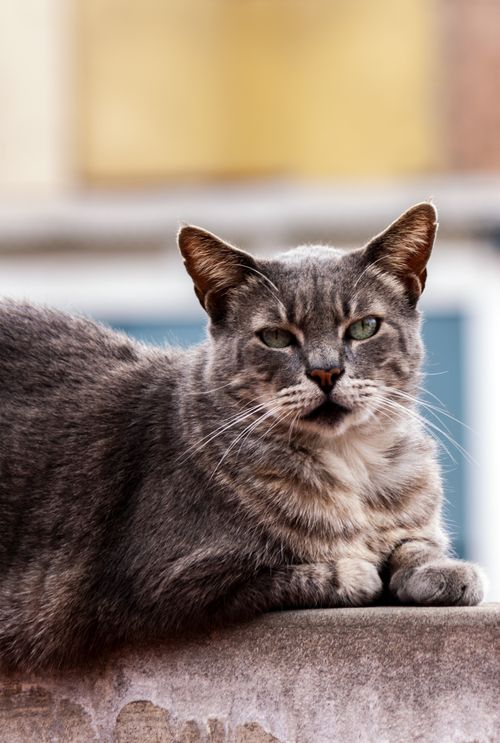 Free Close-up of a gray cat lounging on a wall in an urban setting, captured outdoors. Stock Photo