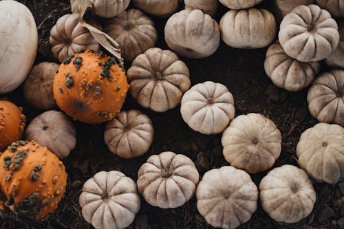 White and Orange Pumpkins