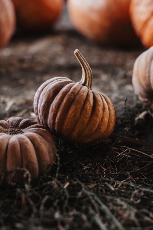 Close up of Pumpkins on Ground