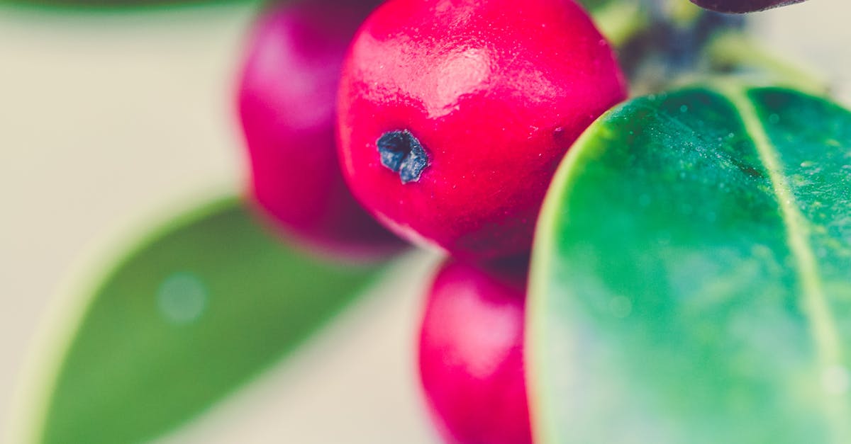 Free stock photo of berry, christmas, green