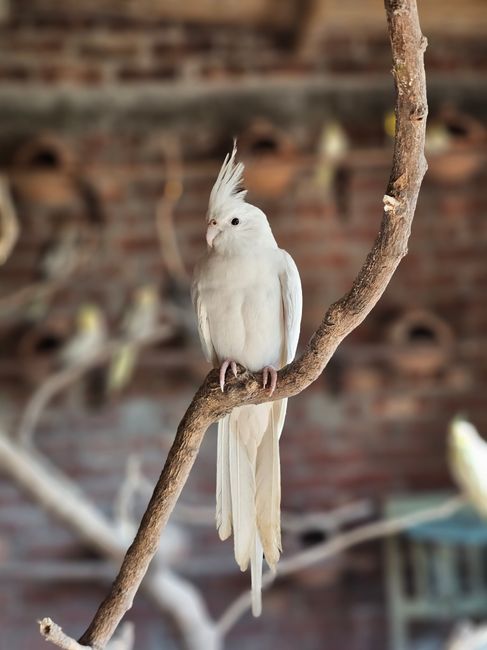 A beautiful white cockatoo with crest perched on a branch, captured in Bangladesh.