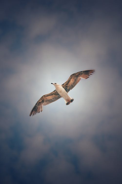 Kostnadsfri bild av fågel, fiskmås, flyg