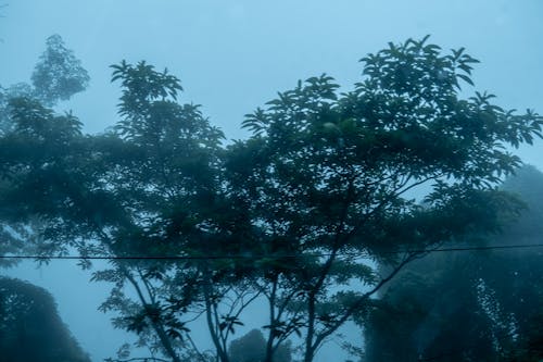 Gratis stockfoto met boom, hemel, mist