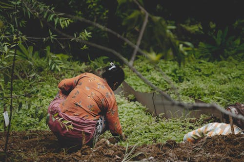 Gratis stockfoto met boom, dame, fabriek