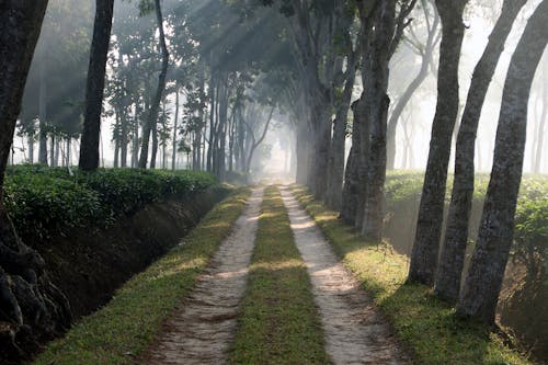 Photos gratuites de arbres, brillant, campagne