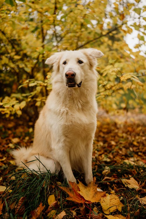 Close-up of a Golden Retriever Dog Sitting in the Park
