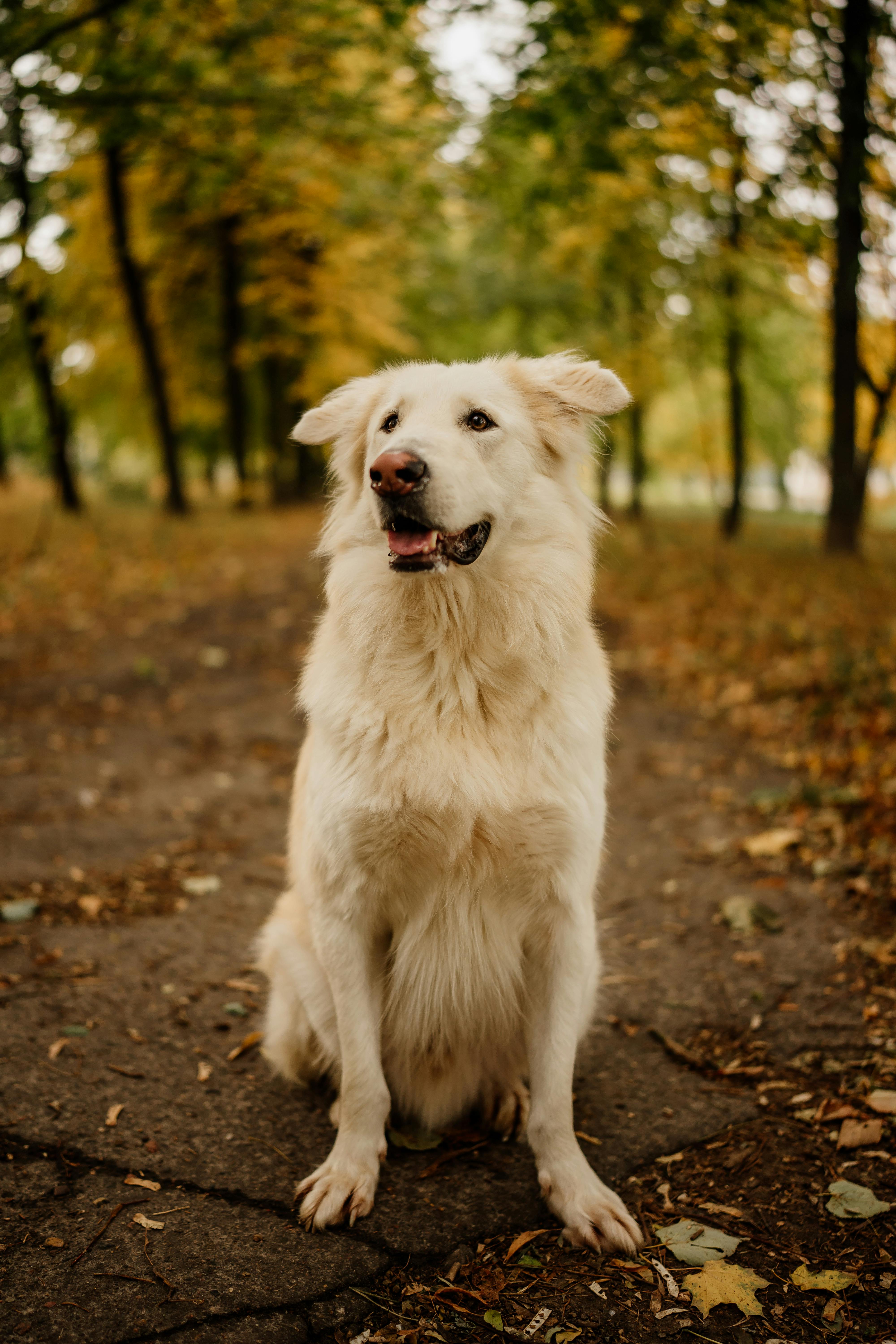 Uncovering the Causes of Weight Loss in Dogs