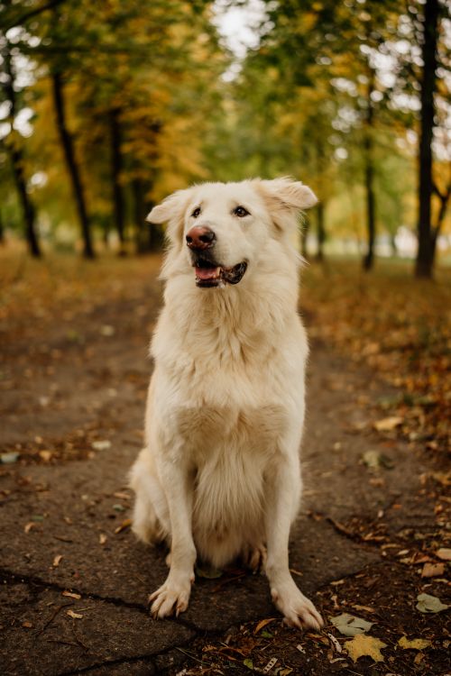 Free White dog sitting on a park pathway surrounded by autumn trees. Stock Photo