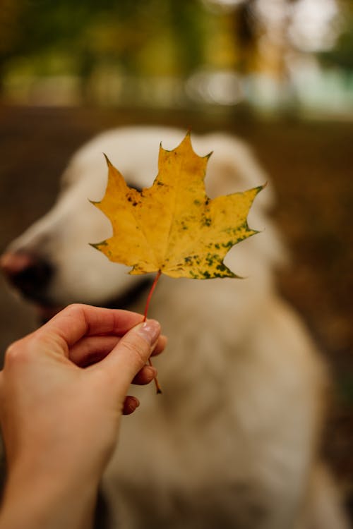 Immagine gratuita di autunno, cane, natura