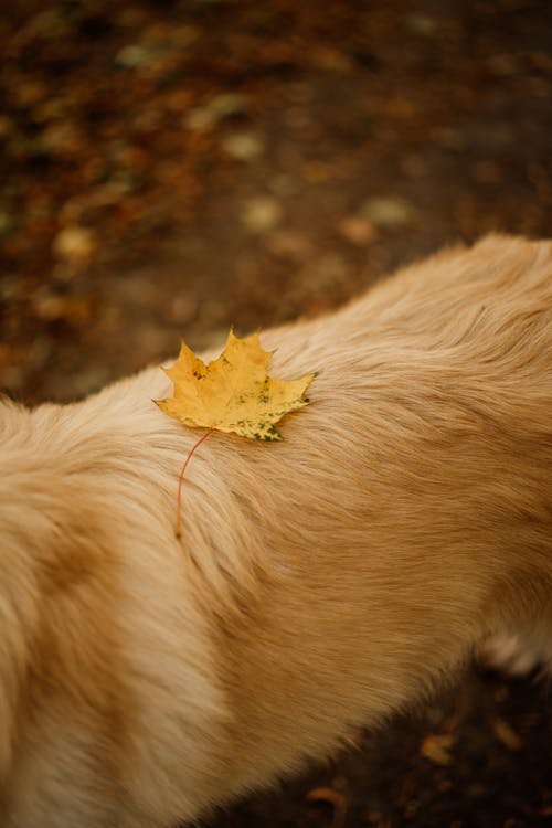 Autumn Leaf on Dog Fur