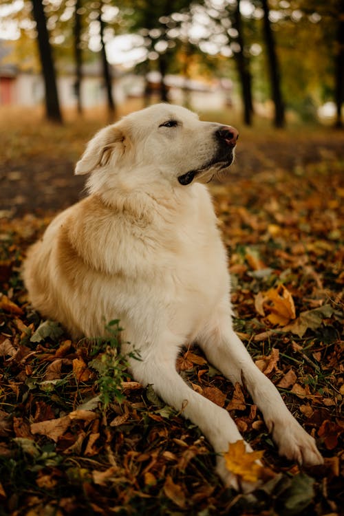 Golden Retriever Lying on Yellowed Autumn Leaves in the Park
