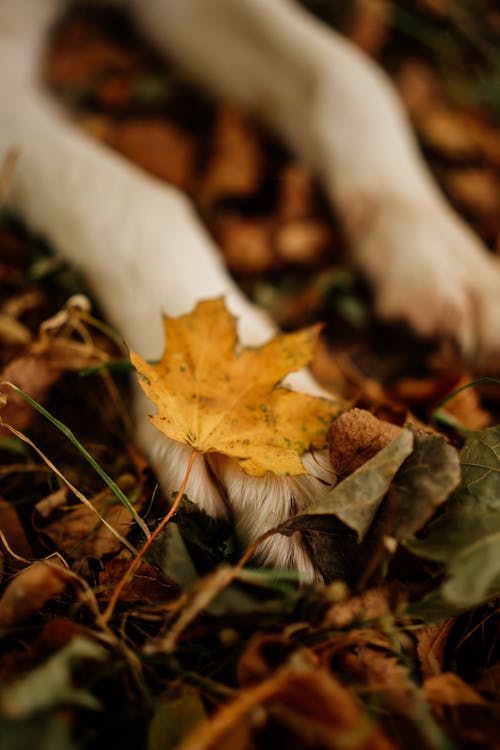 Free stock photo of autumn, dog, nature