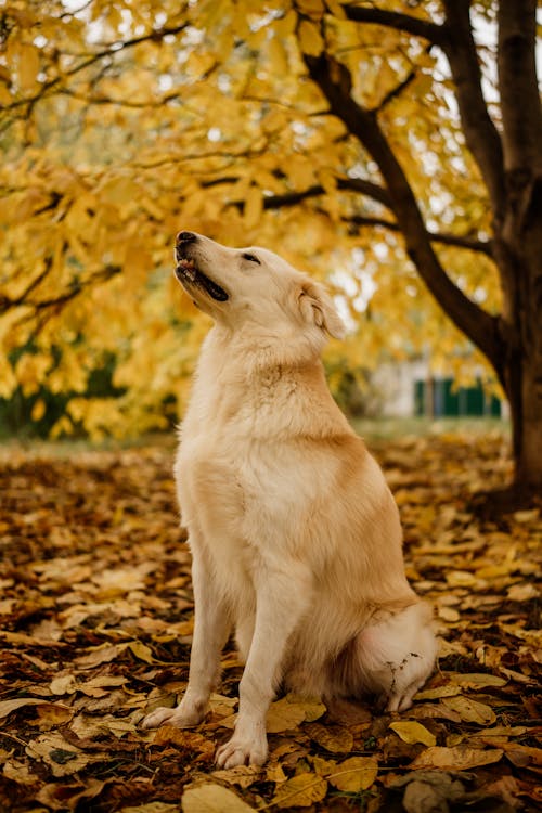 Golden Retriever Sitting on Yellowed Autumn Leaves in the Park