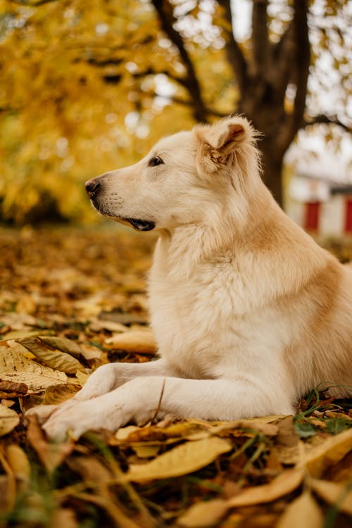 Golden Retriever Lying in the Park