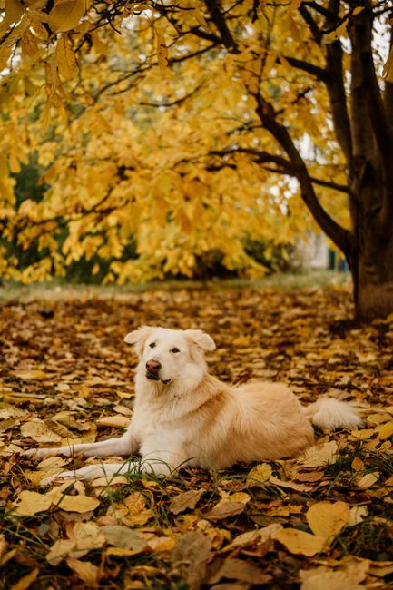 Golden retriever lying among vibrant autumn leaves in a serene park setting.