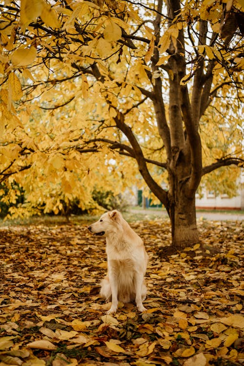 Dog Sitting Under a Tree with Golden Autumn Leaves