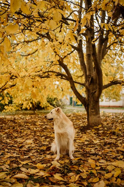 A golden retriever sits in an autumn park surrounded by vibrant yellow leaves.
