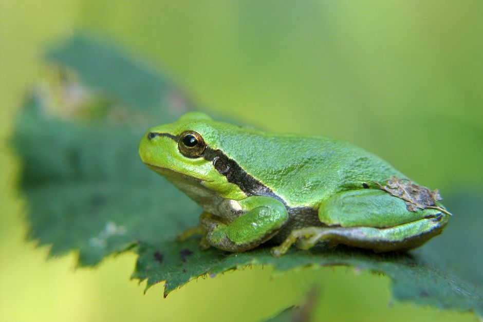 Desert toad resting on dry earth — illustrating the natural habitat of Incilius alvarius