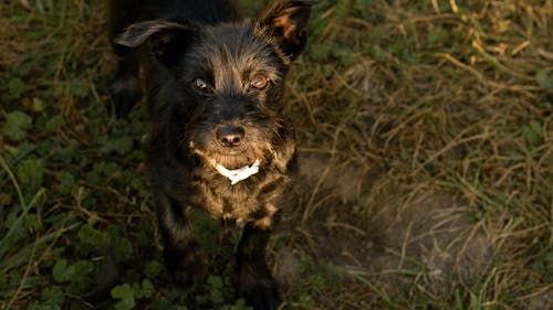 Základová fotografie zdarma na téma černý pes, kamarád, psi