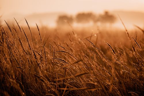 Free A tranquil landscape of a sunlit meadow with mist, featuring dew-kissed grass blades during sunrise. Stock Photo