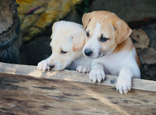 Fotos de stock gratuitas de adorable, cachorros, consejo