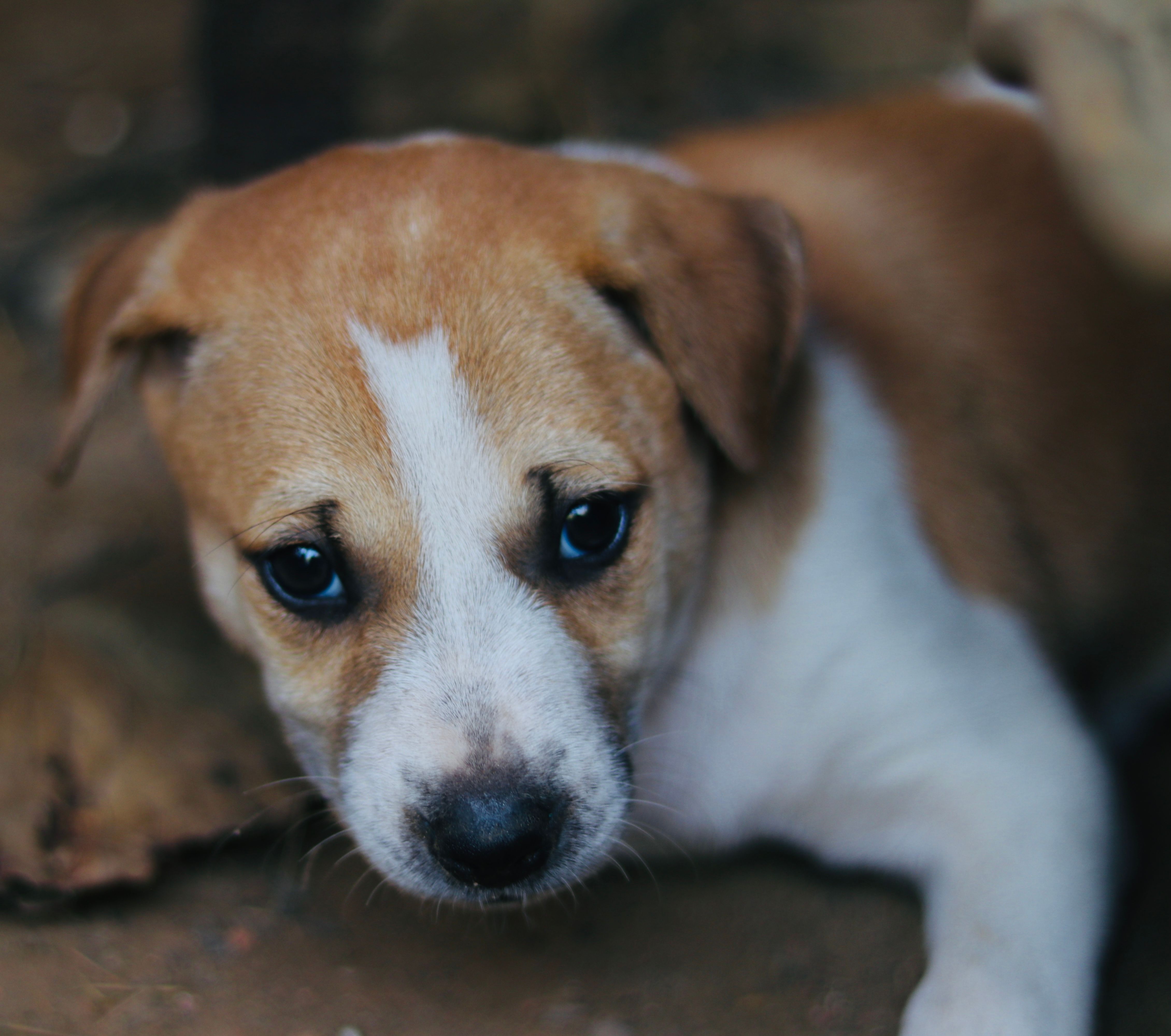 Where To Find Puppies In Tulsa: Responsible Guide