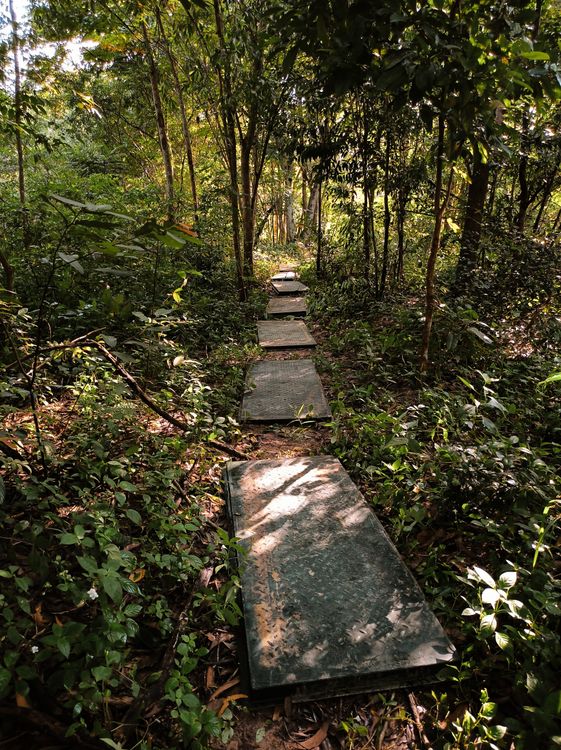Sheet Metal Footpath in Forest · Free Stock Photo