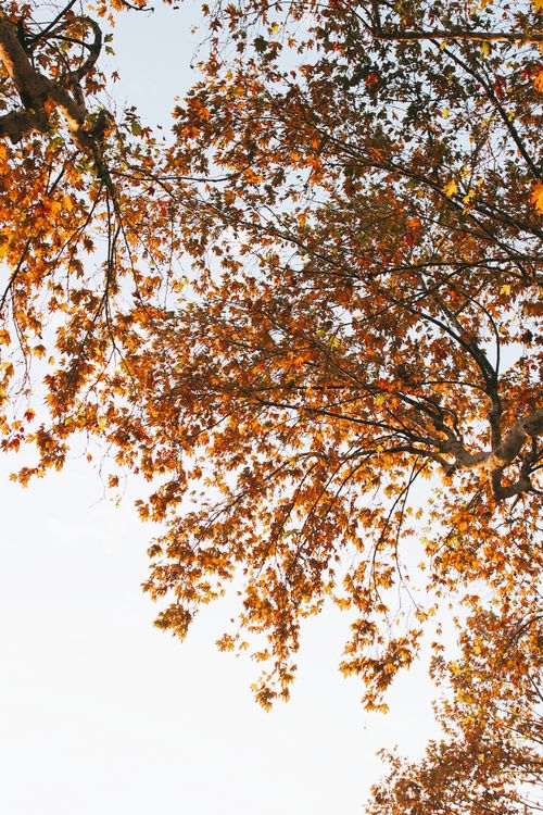 Free Beautiful autumn leaves with blue sky background create a serene natural scene. Stock Photo